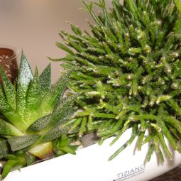 Frühstücksraum Grüner Baum Fotos