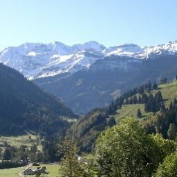 Panorama Bären Fotos