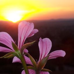 Ausblick Viole Fotos