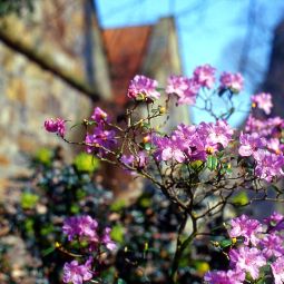Ambiente Hampshire Hotel Bad Bentheim Bentheimer Hof Fotos