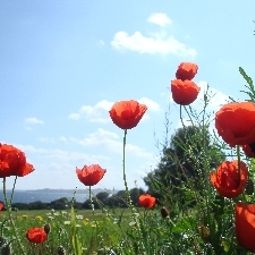 Vue Zum Hirsch Fotos