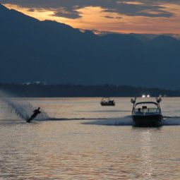 Seerose garni Fotos