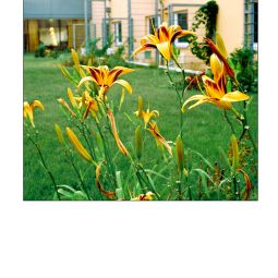 Terrace Gartenhotel Altmannsdorf Fotos