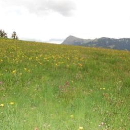 Vue Edelweiss Fotos