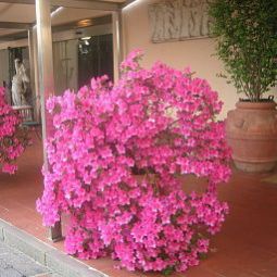 Giardino Best Western Villa Gabriele D'Annunzio Fotos