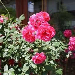 Garten Abendruhe Nichtraucherhotel Fotos