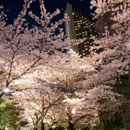 Hotelfotos InterContinental ANA TOKYO