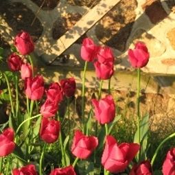 Jardin Klasztor Cedynia Fotos