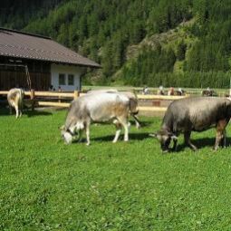 Bauernhof Webershof Längenfeld 
