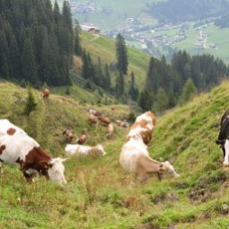  Bauernhof Paulerhof Fotos