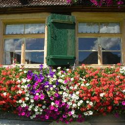 Bauernhof Kräuterbauernhof Erath KUHFORYOU Au 