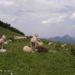  Bauernhof Ferienwohnungen/Ponyreiten/Pferdeschlitten Fotos