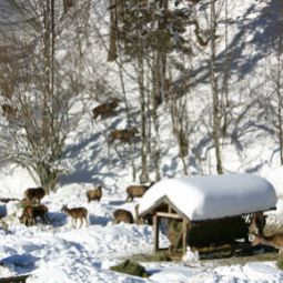  Bauernhof Ferienwohnungen/Ponyreiten/Pferdeschlitten Fotos