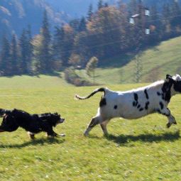 Urlaub zu jeder Jahreszeit Bauernhof Rettenbachgut Верфен 