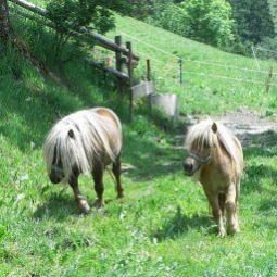  Bauernhof Bio - Erlebnis - Bauernhof Thonnerhof Fotos