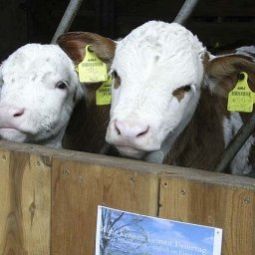  Bauernhof Bio - Erlebnis - Bauernhof Thonnerhof Fotos