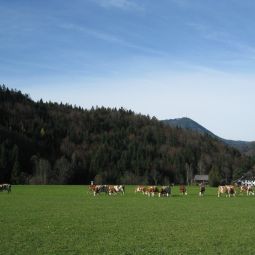 Bauernhof Hofbauer Ebenau 