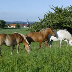  Bauernhof Endlerhof Fotos