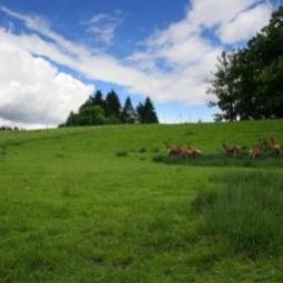  Bauernhof Ferienwohnung Jodlbauer Fotos