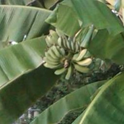 Jardin Elamesa Fotos