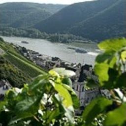 Vue Lamm Fotos