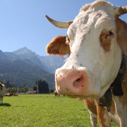 Entorno Zur Schönen Aussicht Garni Fotos