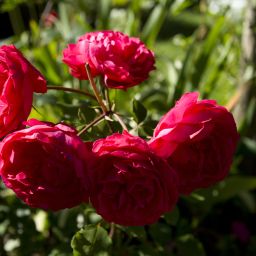 Jardin Wengener Hof Fotos