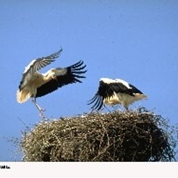  Zur Post Fotos