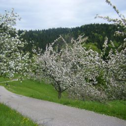 Environnement Schauinsland Fotos