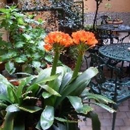 Garten Carrobbio Fotos