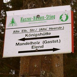  Grüne Tanne Mandelholz Fotos