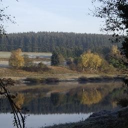 Environnement Grüne Tanne Mandelholz Fotos