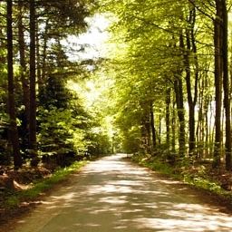 Entorno Hampshire Mooi Veluwe Fotos