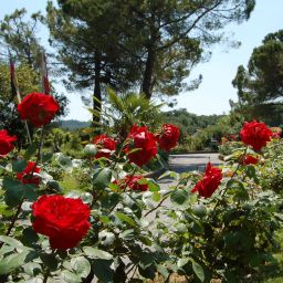 Garten West Garda Fotos