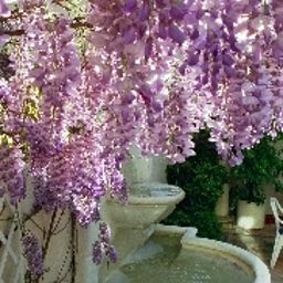 Терраса La Fontaine Fotos