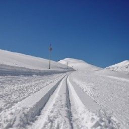  Bären Fotos