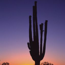  Embassy Suites Phoenix - Airport at 24th Street Fotos