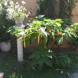 Garten Attila Fotos