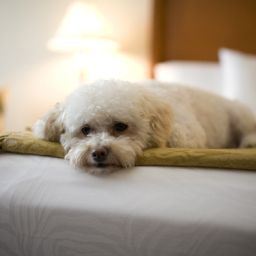  BEST WESTERN PLUS Tuscan Inn at Fisherman's Wharf Fotos