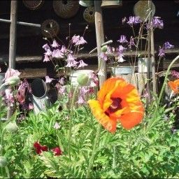  Ferienwohnungen und Zimmer Pension Fotos