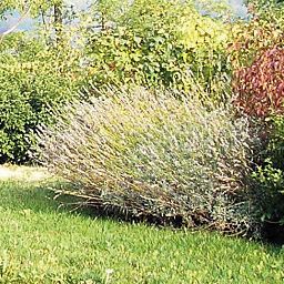Garden Lodole Country House Fotos