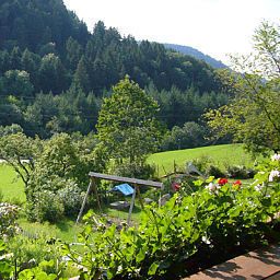 Panorama Grüner Baum Fotos