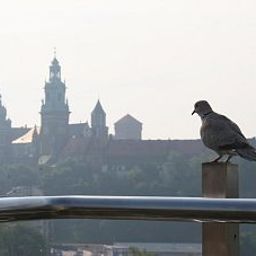 Terrazza Kossak Fotos