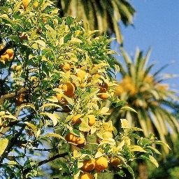 Ambiente Vacanciel L'Orangeraie Fotos