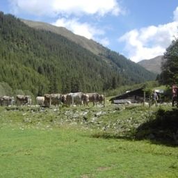  Bauernhof Bio-Bauernhof Böglhof Fotos