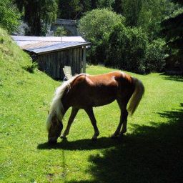  Bauernhof Gesundheitsbauernhof - Sagenschneider´s Fotos