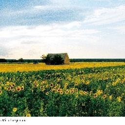  Zur Traube Fotos