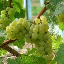  Zur Traube Fotos