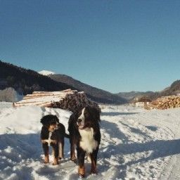  Familienurlaub Reiterhof Zum Hammerschmied Gasthof Fotos
