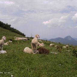  Bauernhof Ferienwohnungen/Ponyreiten/Pferdeschlitten Fotos